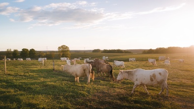 gedney farms